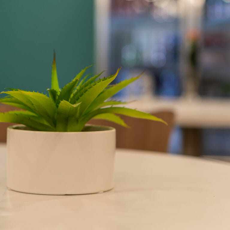 Office plants like this one reduce employee stress.